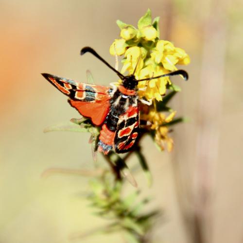 Réf. 291 385 : Zygaena fausta